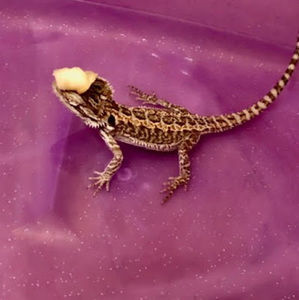 Meet your Posher, Holly